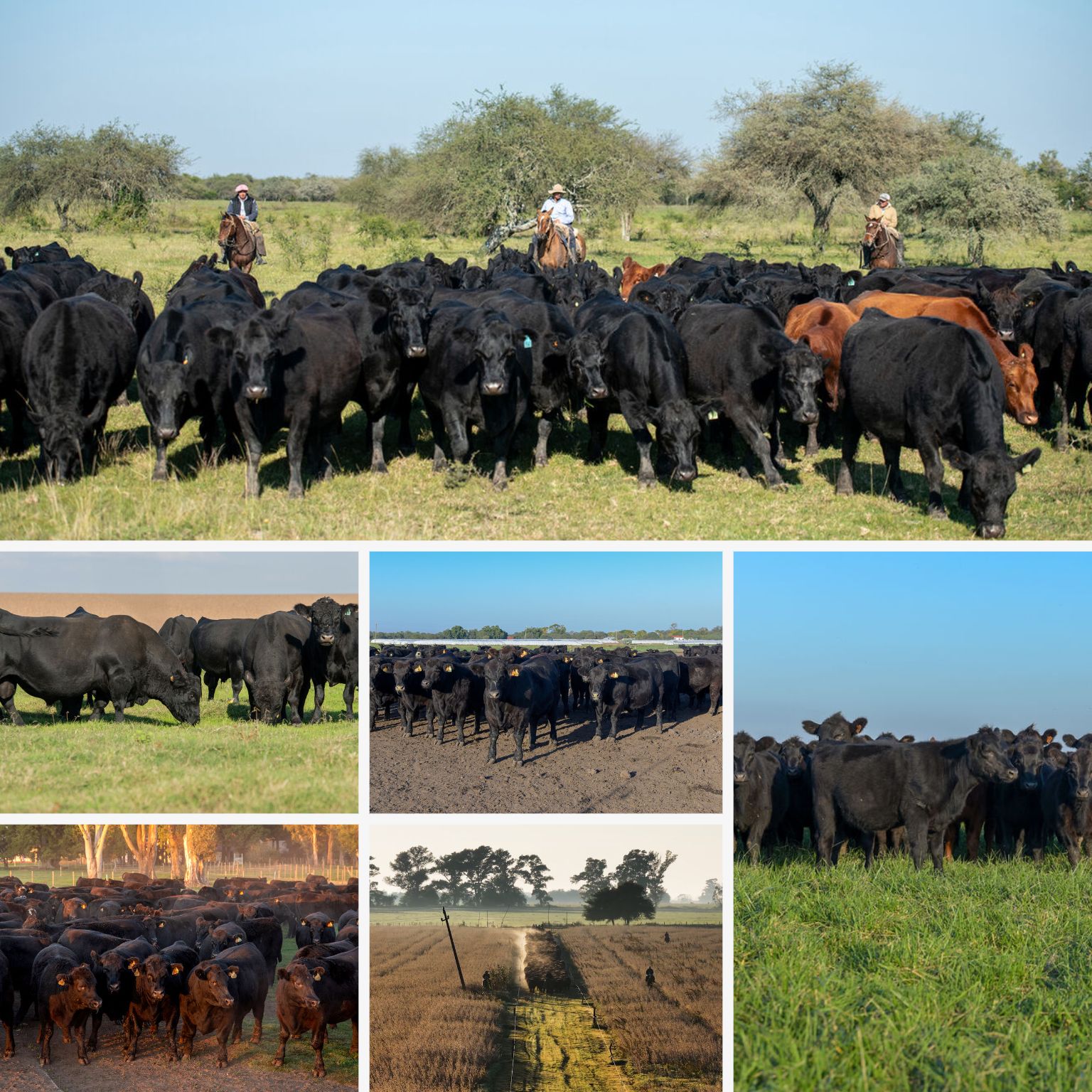 Collage de ganado y campo en Curupy
