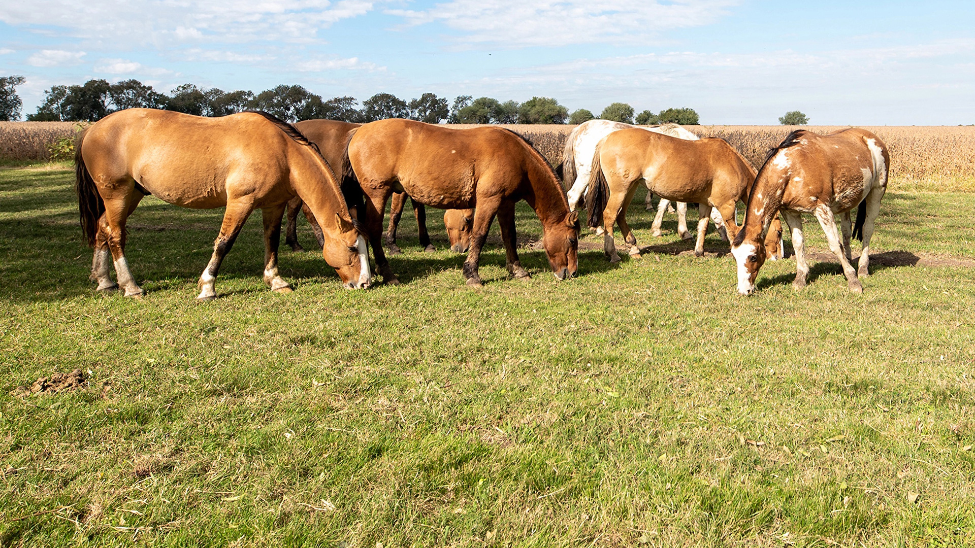 Caballos criollos en Curupy