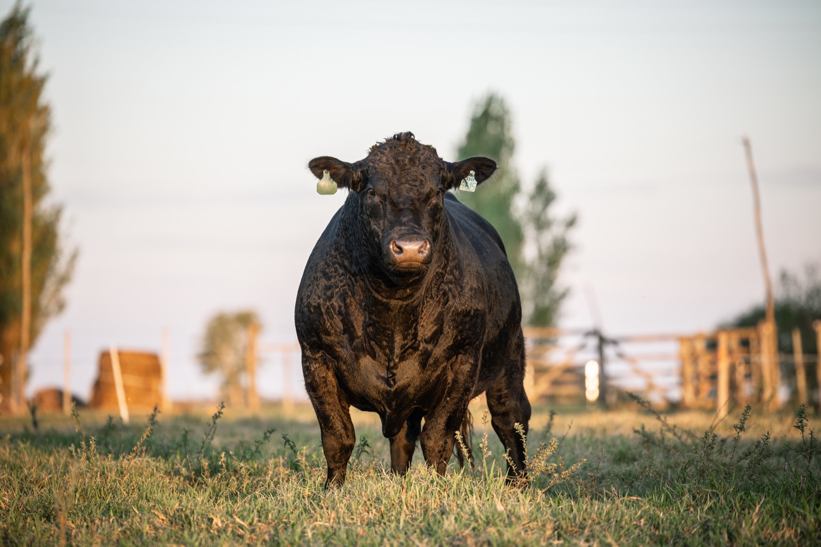 Ganado Angus en Curupy del Salvador