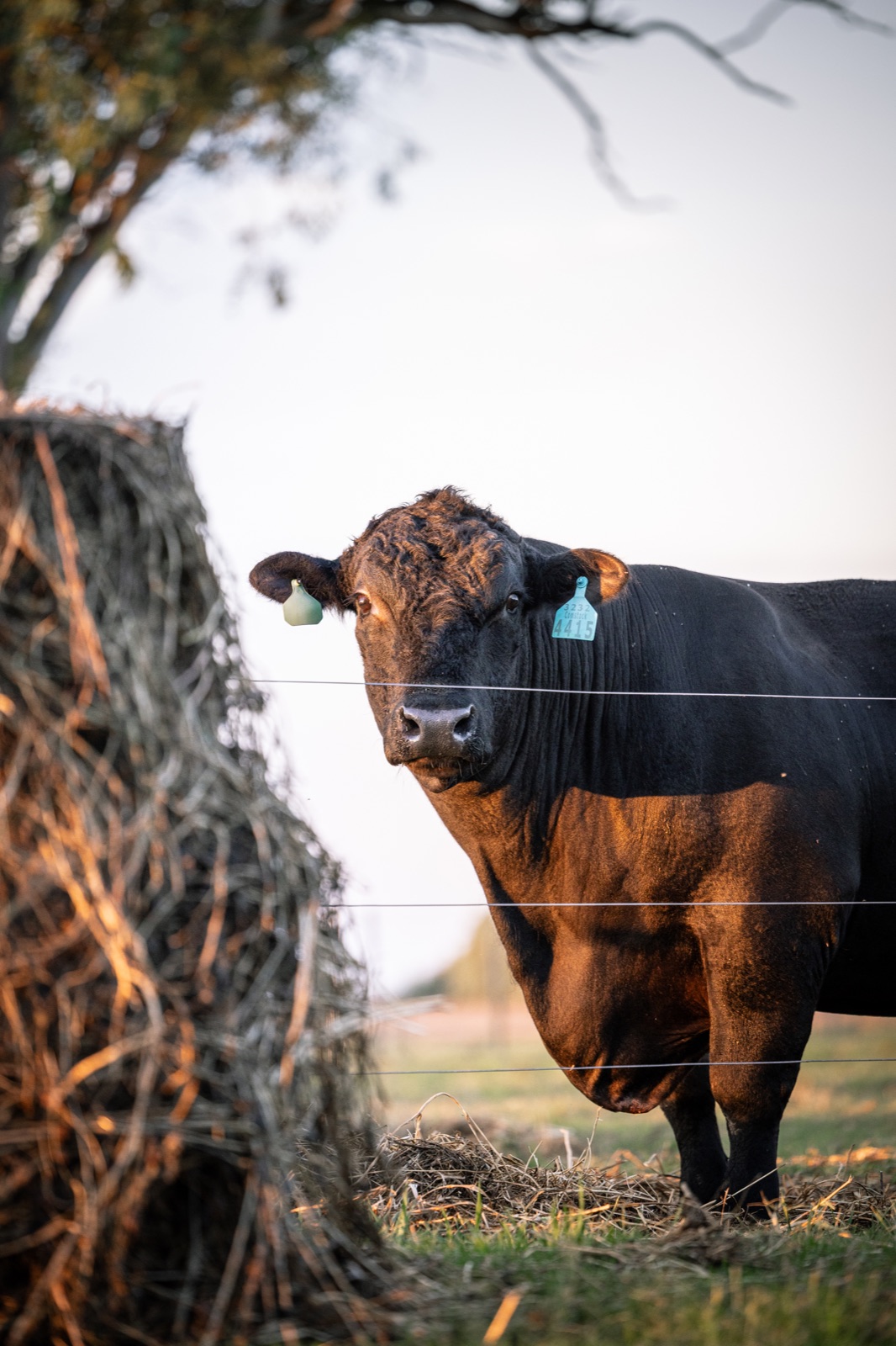 Trabajo de campo con ganado Angus