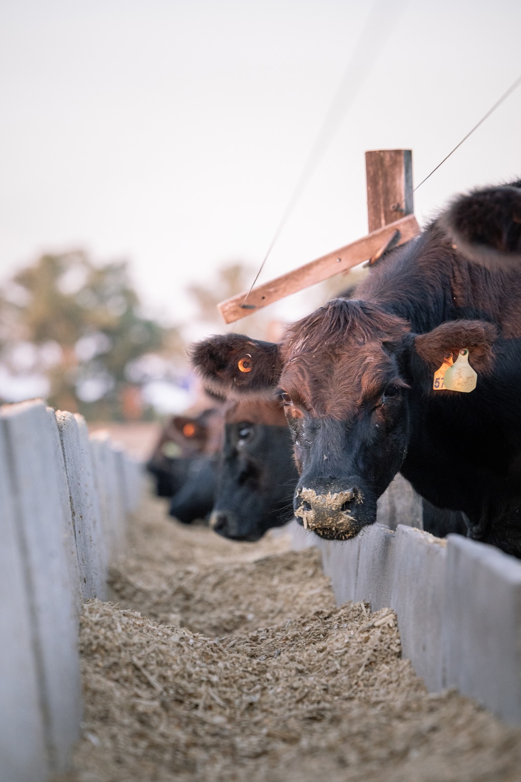 Rodeo Angus de Curupy del Salvador