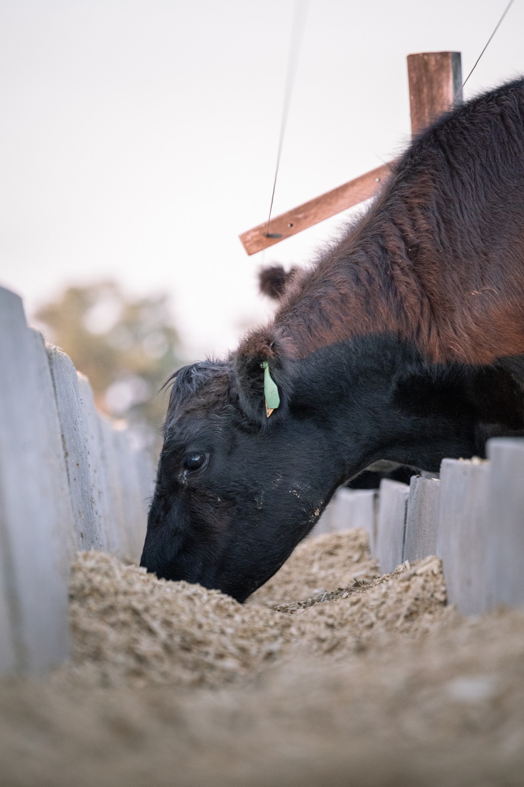 Ganado Angus en ambiente productivo