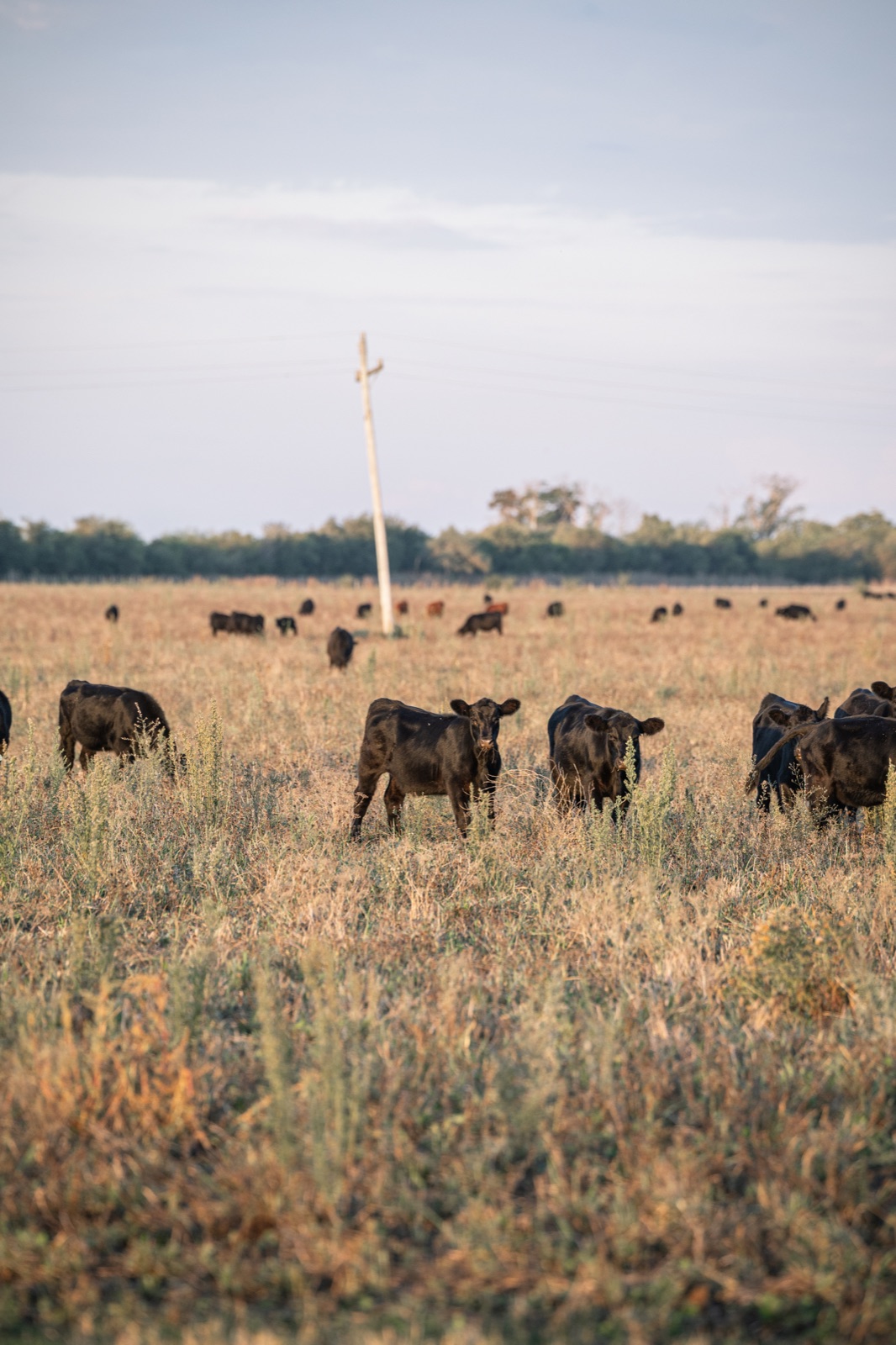 Rodeo Angus en campo