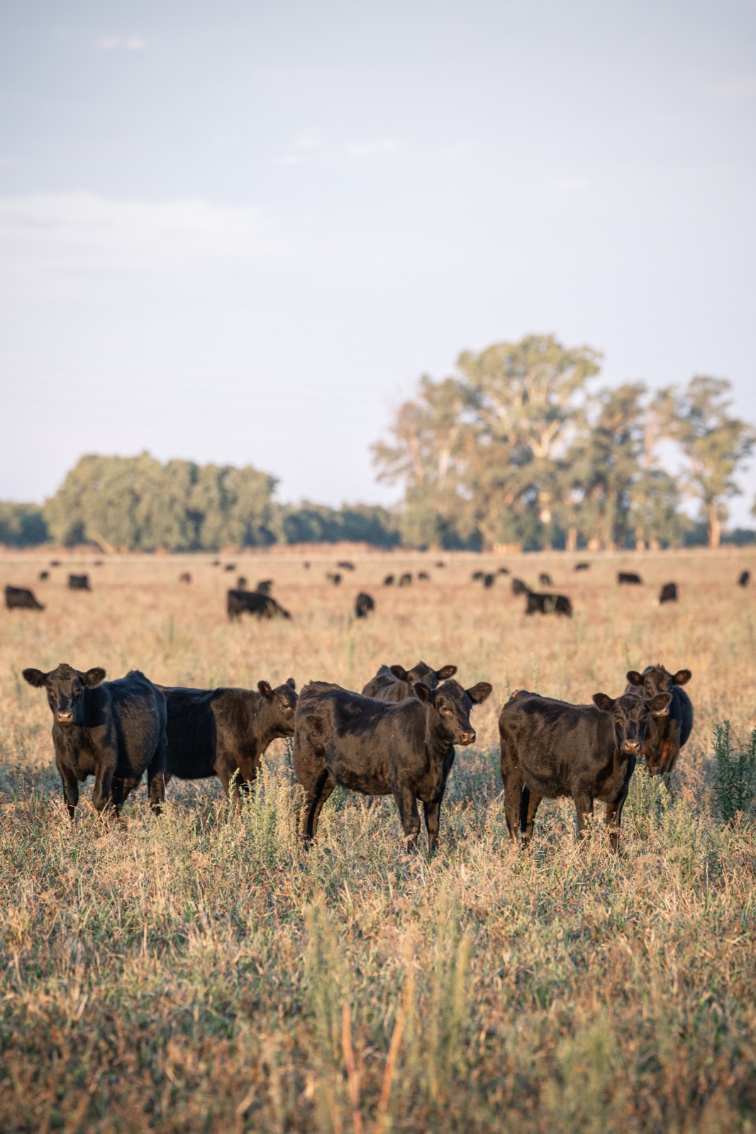 Ejemplares Angus en Curupy del Salvador