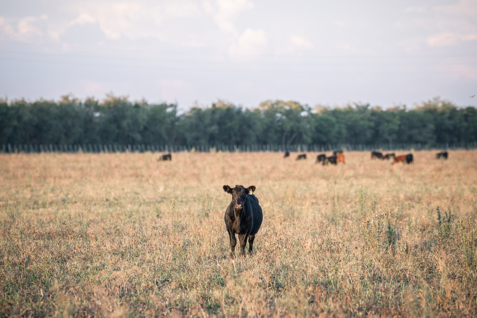 Ganado Angus de Curupy del Salvador
