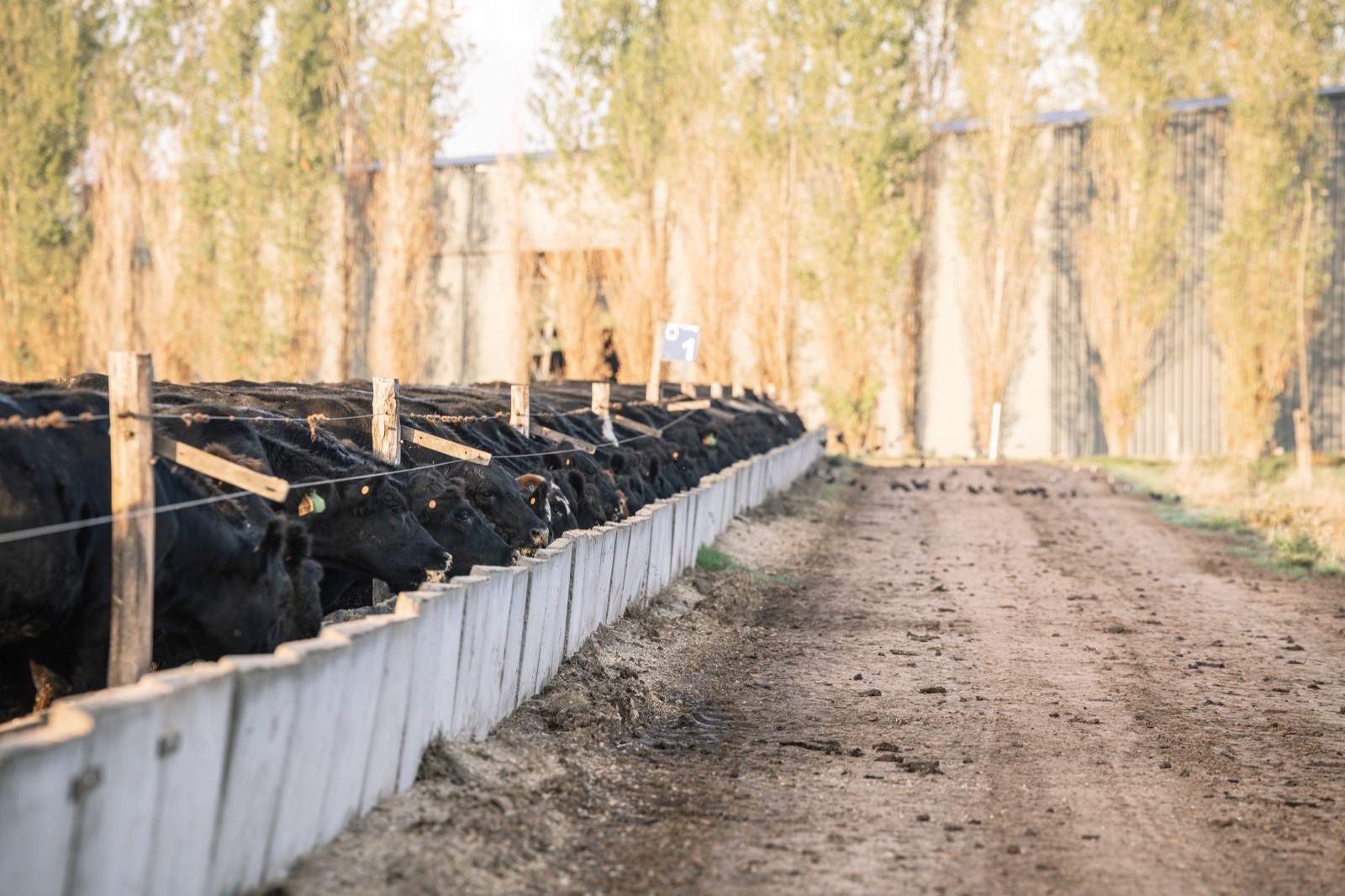 Ejemplares Angus en campo