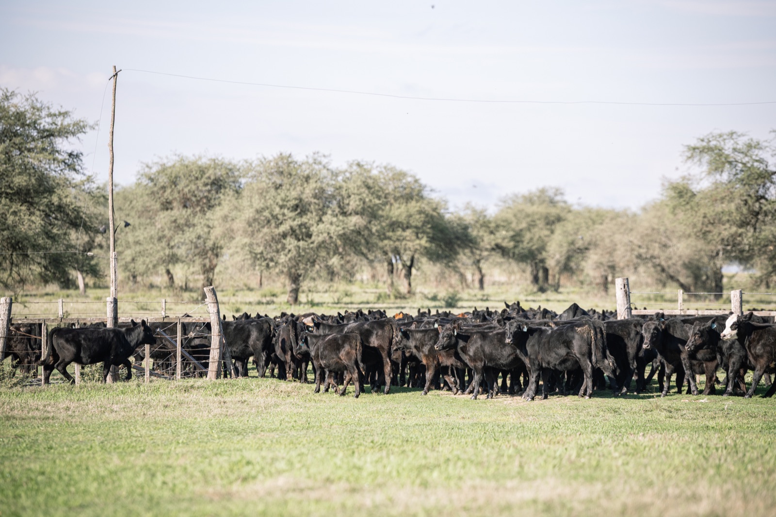 Ganado Angus de Curupy