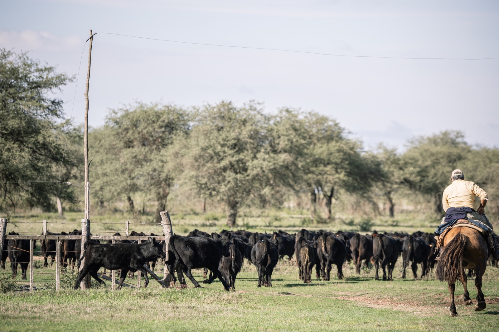 Ganado Angus en Curupy del Salvador