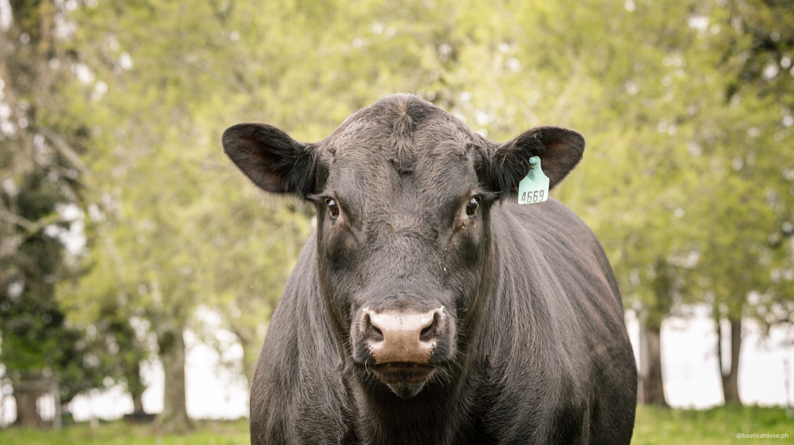 Rodeo Angus en Curupy del Salvador