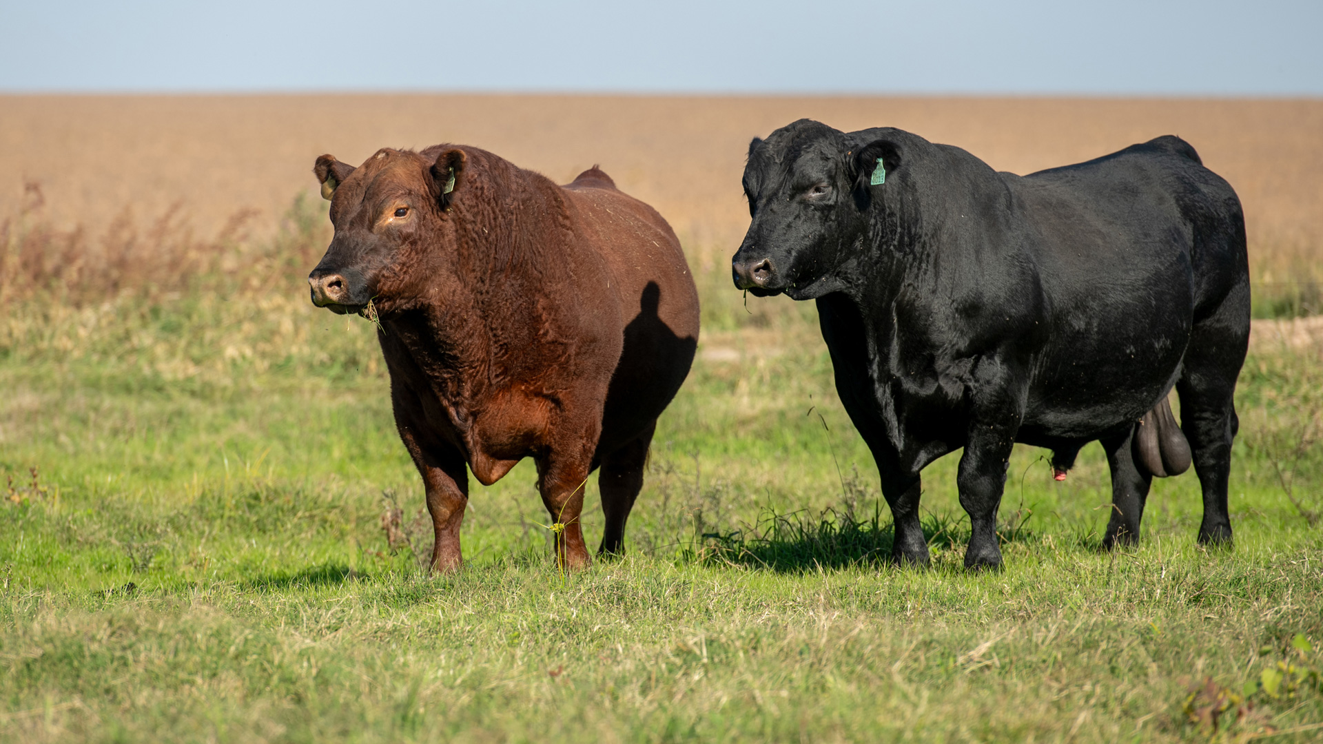 Ganado Angus en Curupy