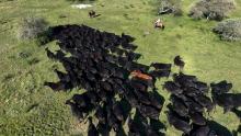 Ganado Angus en Curupy del Salvador
