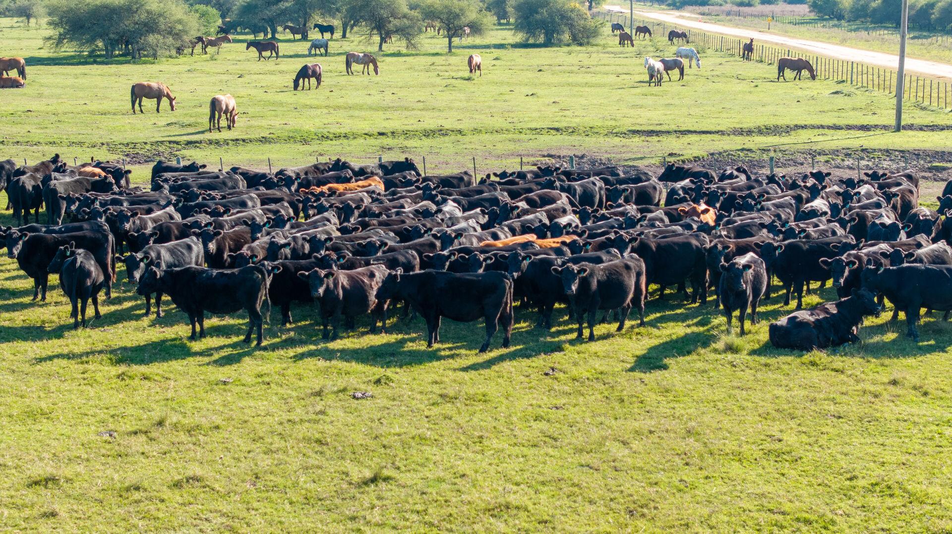 Ganado Angus en Curupy del Salvador